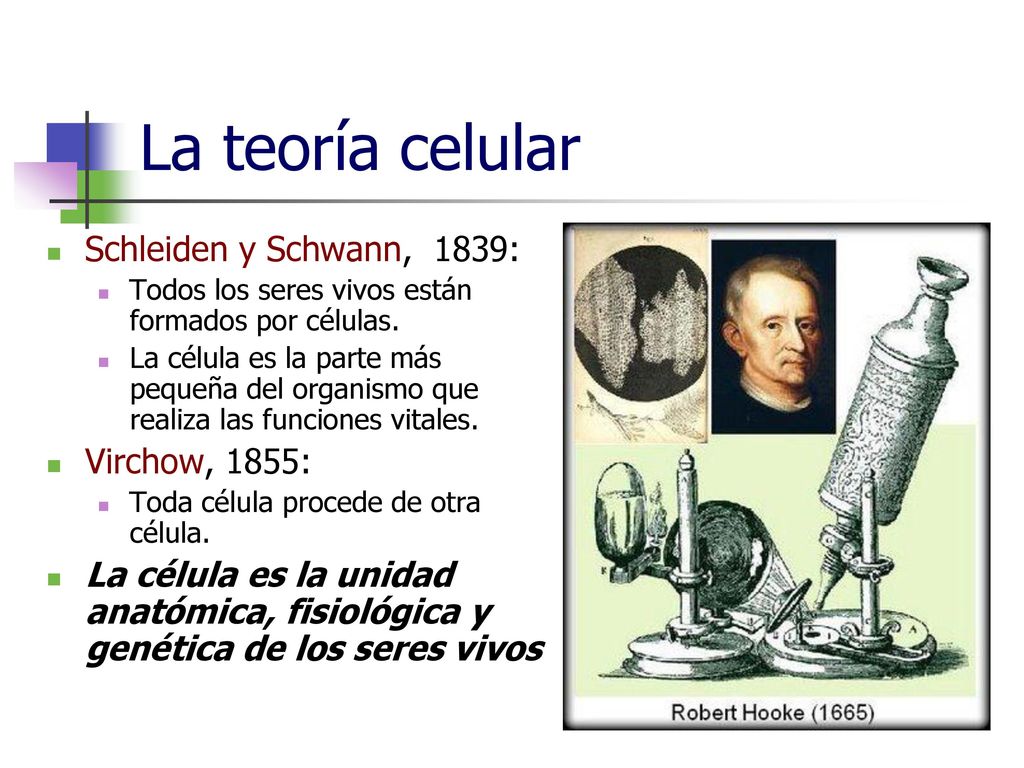 La teoría celular Schleiden y Schwann, 1839: Virchow, 1855: