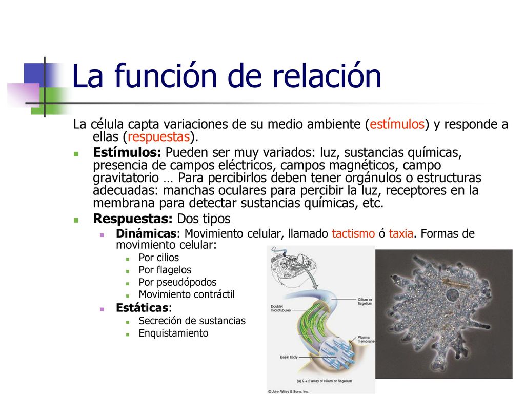 La función de relación La célula capta variaciones de su medio ambiente (estímulos) y responde a ellas (respuestas).