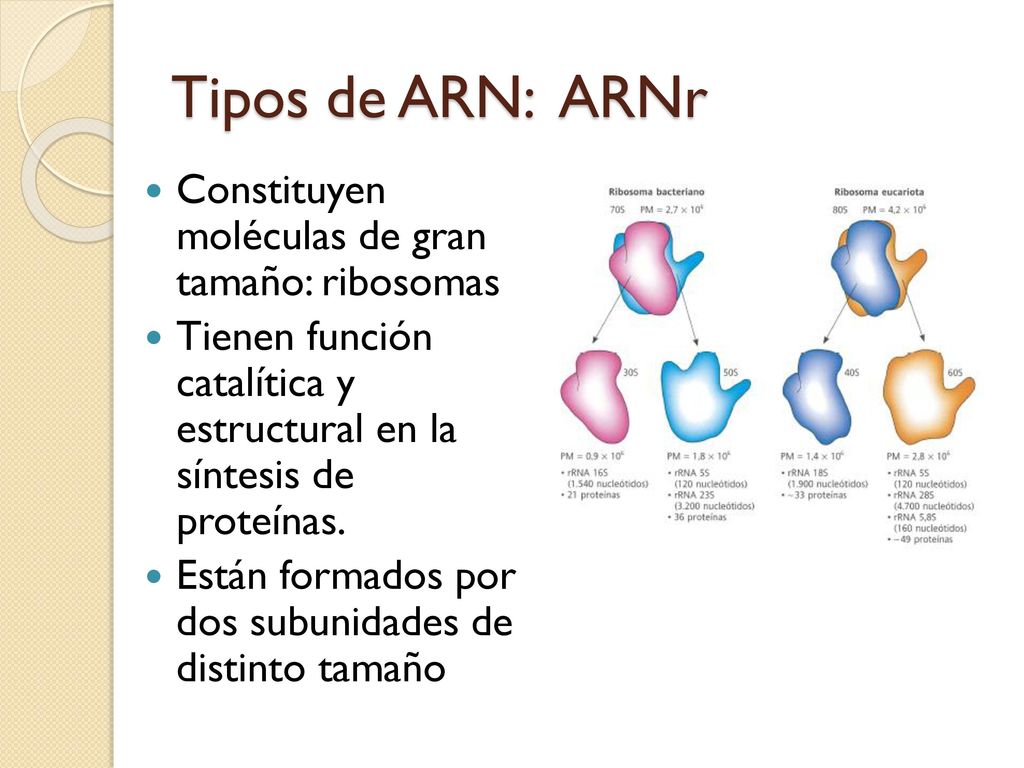 Tipos de ARN: ARNr Constituyen moléculas de gran tamaño: ribosomas