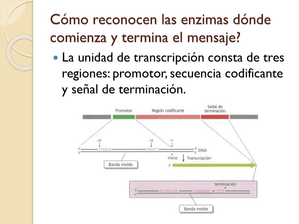 Cómo reconocen las enzimas dónde comienza y termina el mensaje