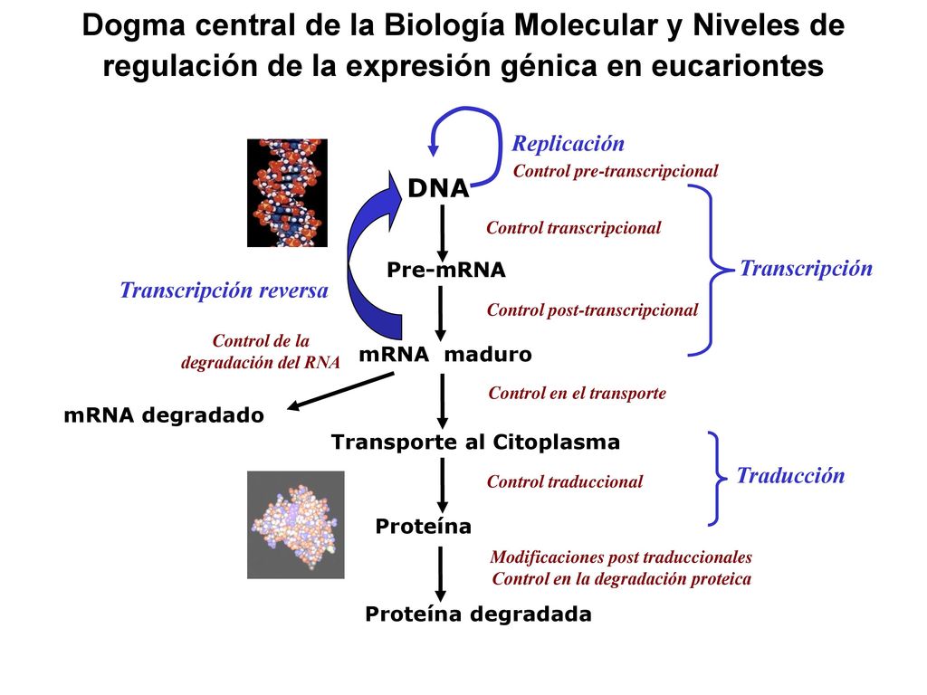 Dogma central de la Biología Molecular y Niveles de regulación de la expresión génica en eucariontes