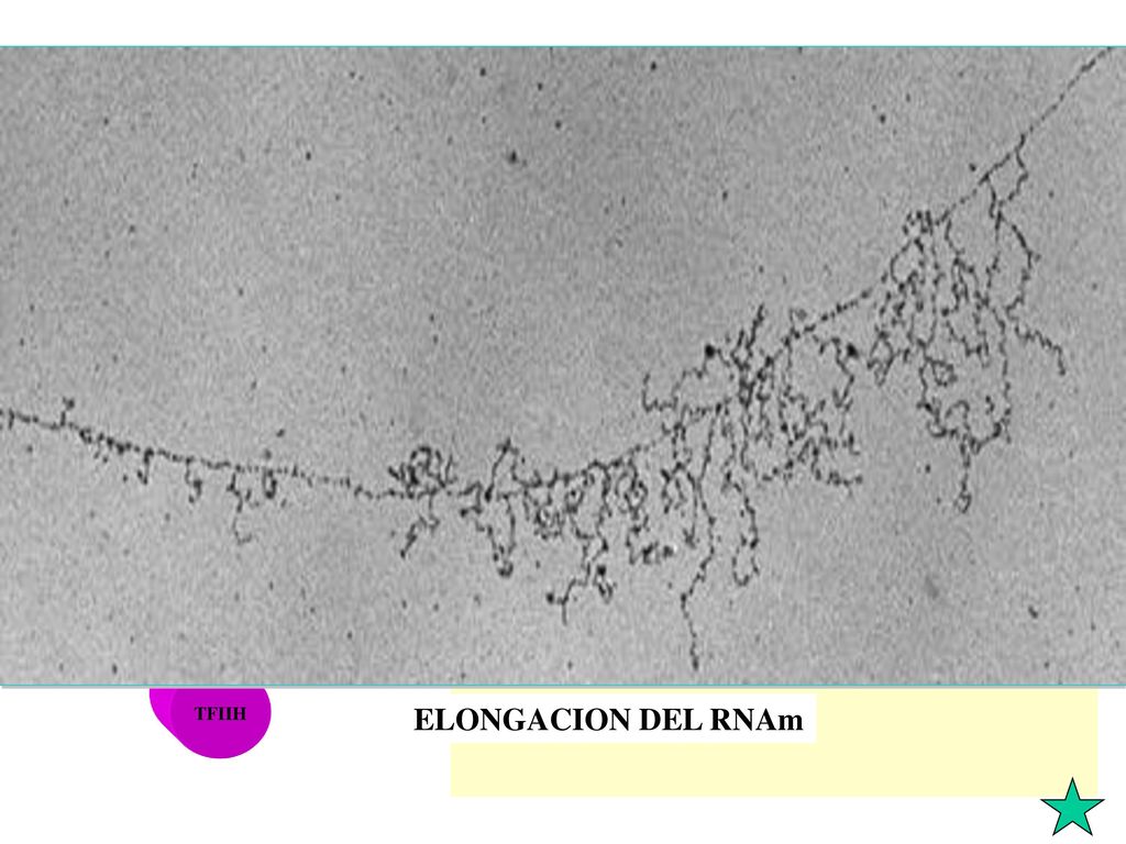 TATAA +1 ELONGACION DEL RNAm COMPLEJO DE INICIACION RNA POLIMERASA II