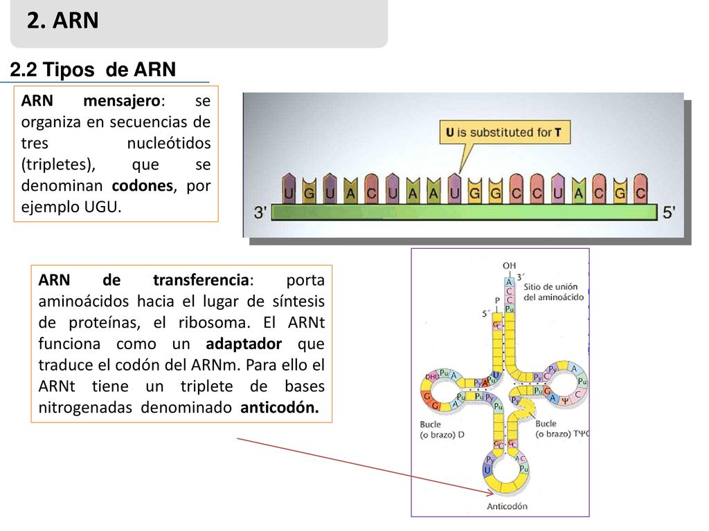 2. ARN 2.2 Tipos de ARN. ARN mensajero: se organiza en secuencias de tres nucleótidos (tripletes), que se denominan codones, por ejemplo UGU.