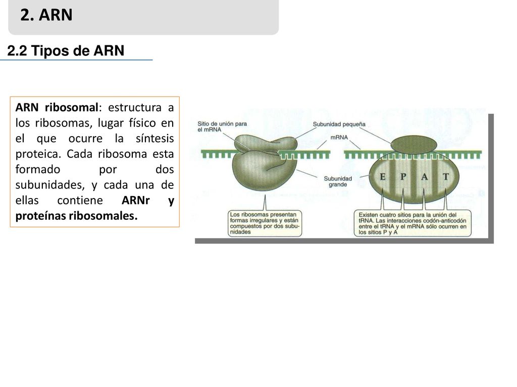 2. ARN 2.2 Tipos de ARN.