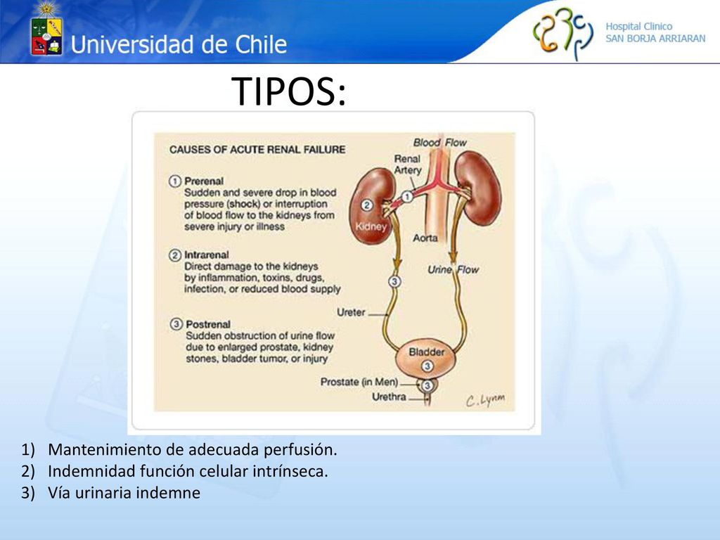 Importancia TIPOS: Detección precoz de alteraciones (déficit o exceso). Distinguir origen de alteración.
