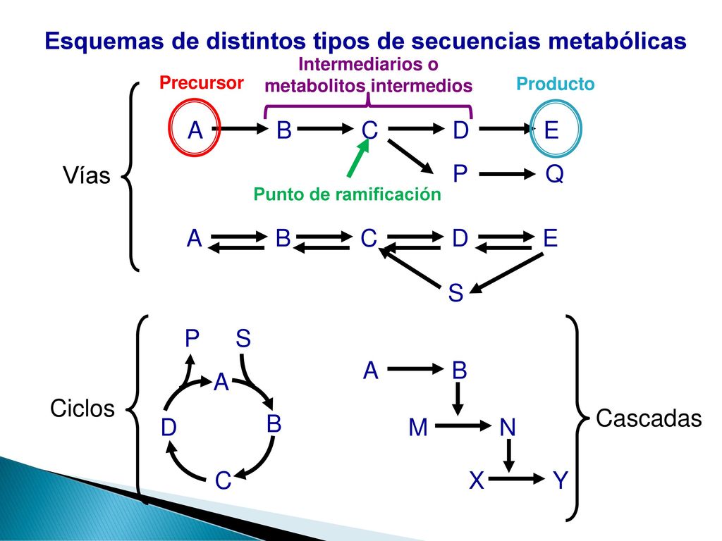 Esquemas de distintos tipos de secuencias metabólicas