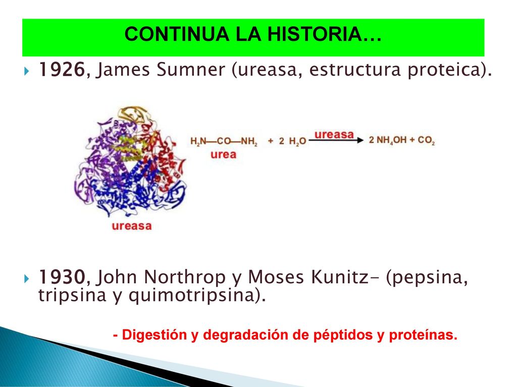 CONTINUA LA HISTORIA… 1926, James Sumner (ureasa, estructura proteica). 1930, John Northrop y Moses Kunitz- (pepsina, tripsina y quimotripsina).