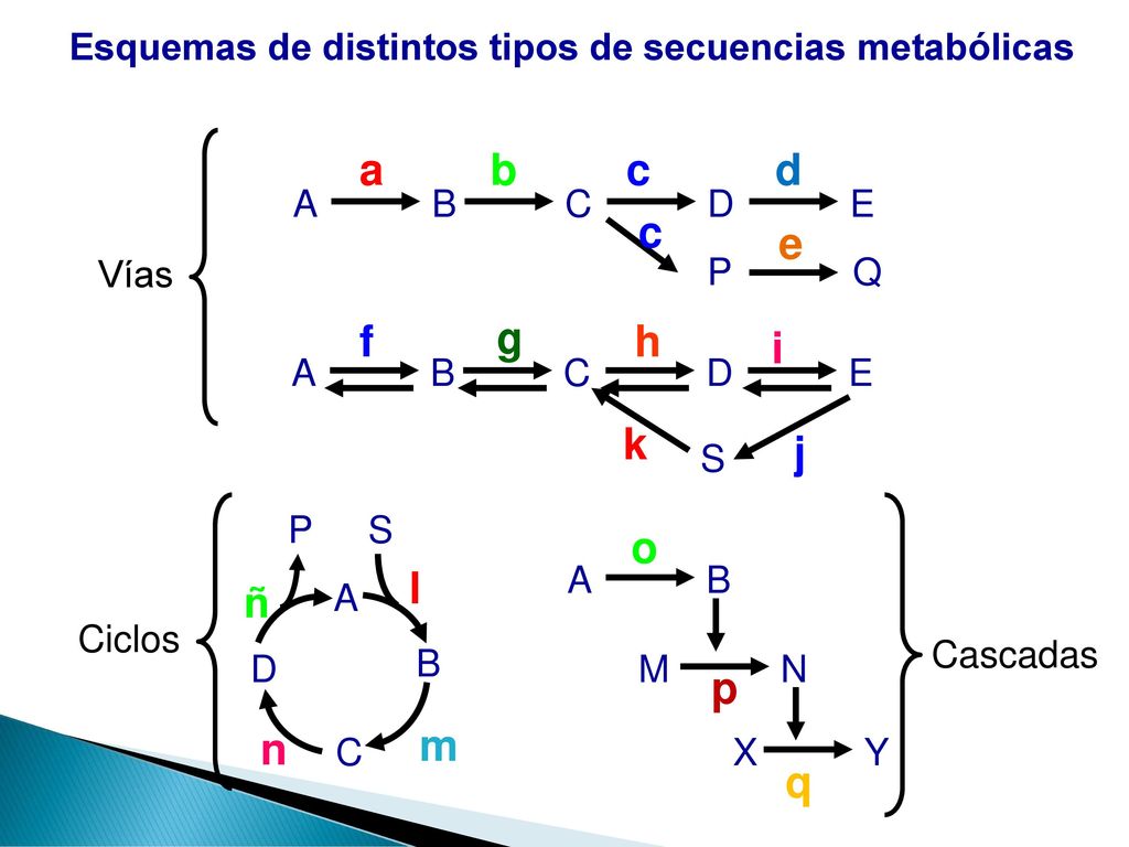 Esquemas de distintos tipos de secuencias metabólicas