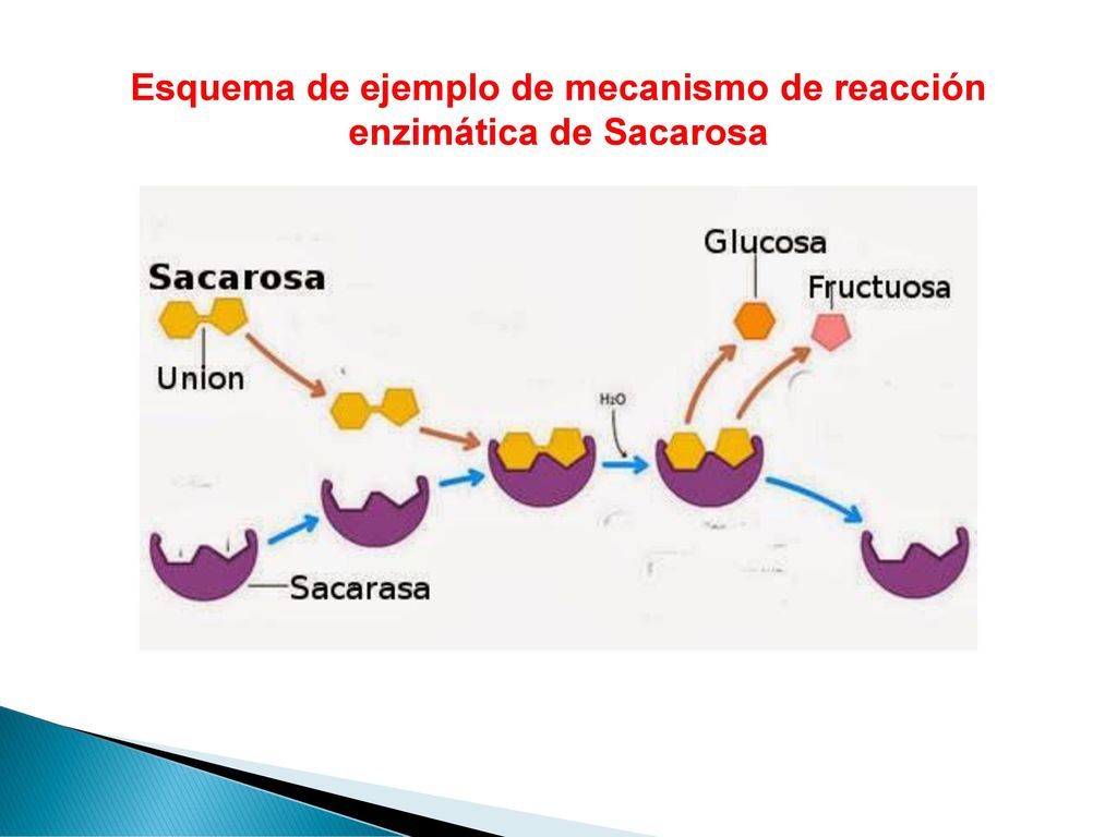 Esquema de ejemplo de mecanismo de reacción enzimática de Sacarosa