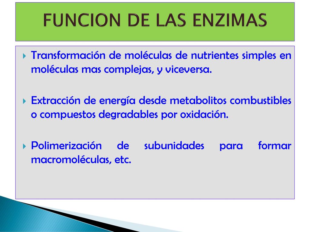 FUNCION DE LAS ENZIMAS Transformación de moléculas de nutrientes simples en moléculas mas complejas, y viceversa.