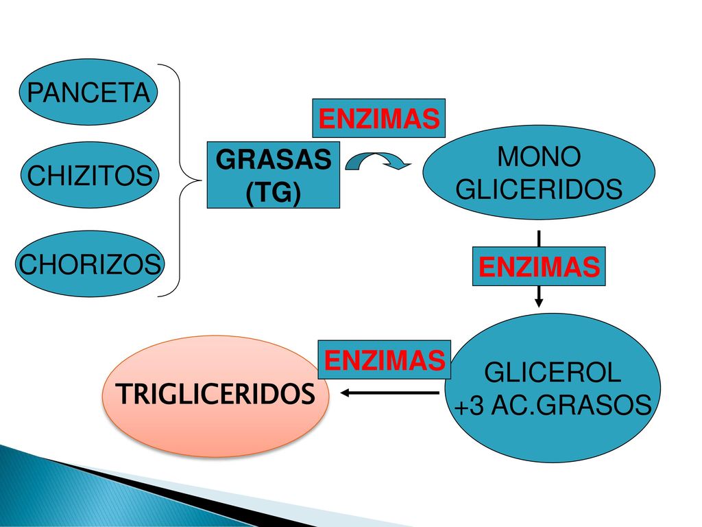 PANCETA ENZIMAS. MONO. GLICERIDOS. CHIZITOS. GRASAS. (TG) CHORIZOS. ENZIMAS. GLICEROL. +3 AC.GRASOS.