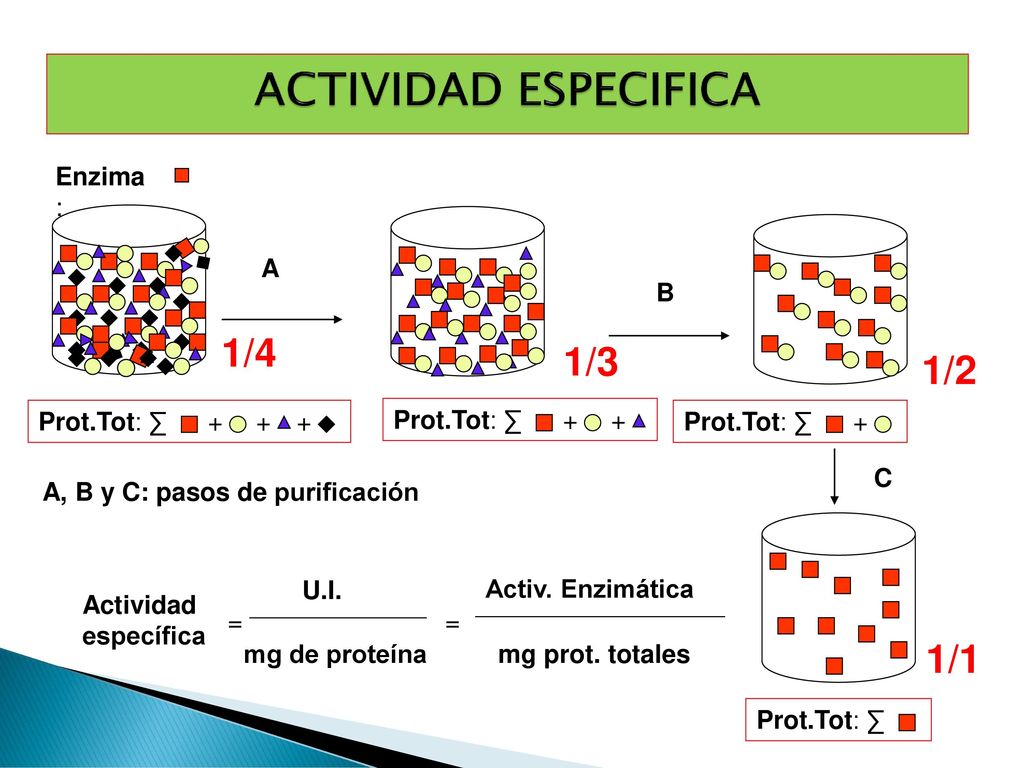 ACTIVIDAD ESPECIFICA 1/4 1/3 1/2 1/1 Enzima: A B + Prot.Tot: ∑ +