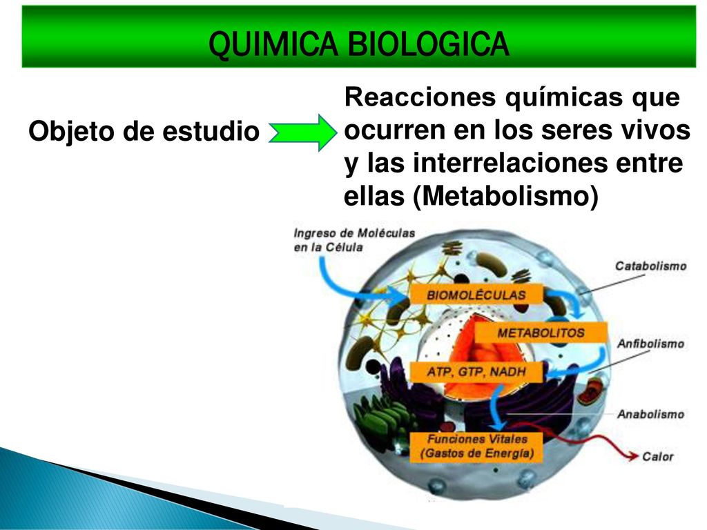QUIMICA BIOLOGICA Reacciones químicas que ocurren en los seres vivos