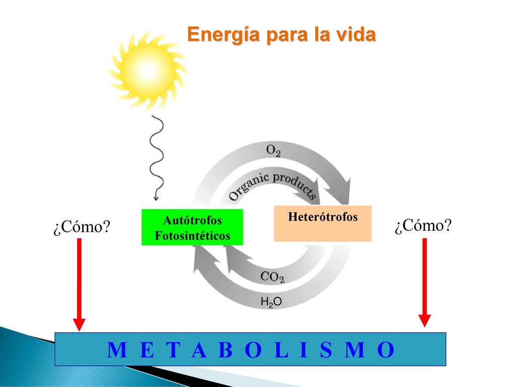 M E T A B O L I S M O Energía para la vida ¿Cómo ¿Cómo Heterótrofos