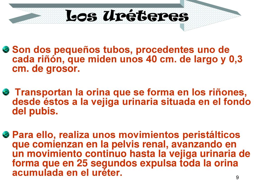 Los Uréteres Son dos pequeños tubos, procedentes uno de cada riñón, que miden unos 40 cm. de largo y 0,3 cm. de grosor.