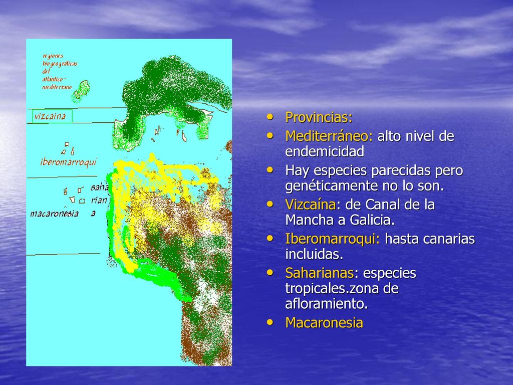 Provincias: Mediterráneo: alto nivel de endemicidad. Hay especies parecidas pero genéticamente no lo son.