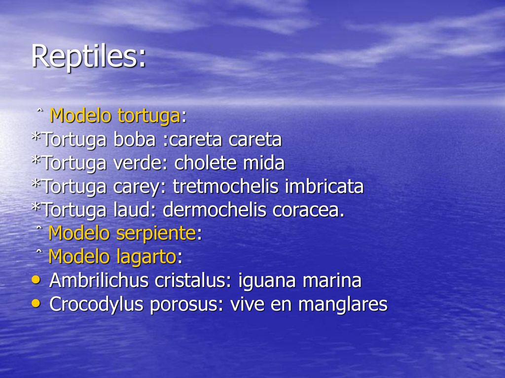 Reptiles: ˆ Modelo tortuga: *Tortuga boba :careta careta