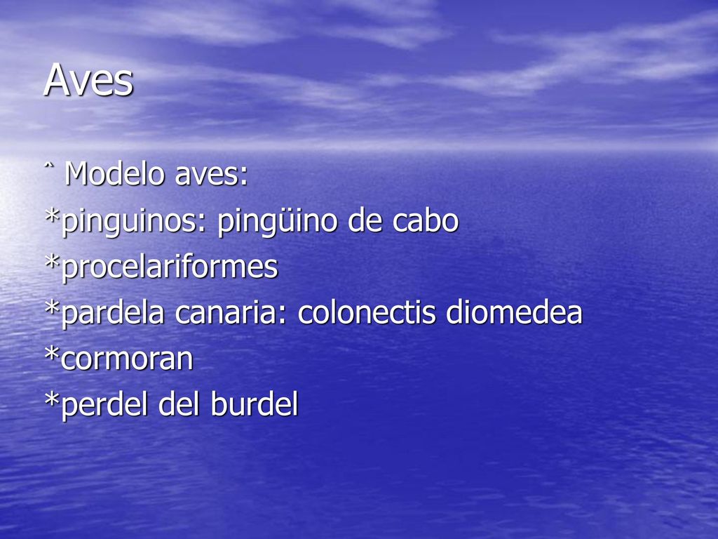 Aves ˆ Modelo aves: *pinguinos: pingüino de cabo *procelariformes