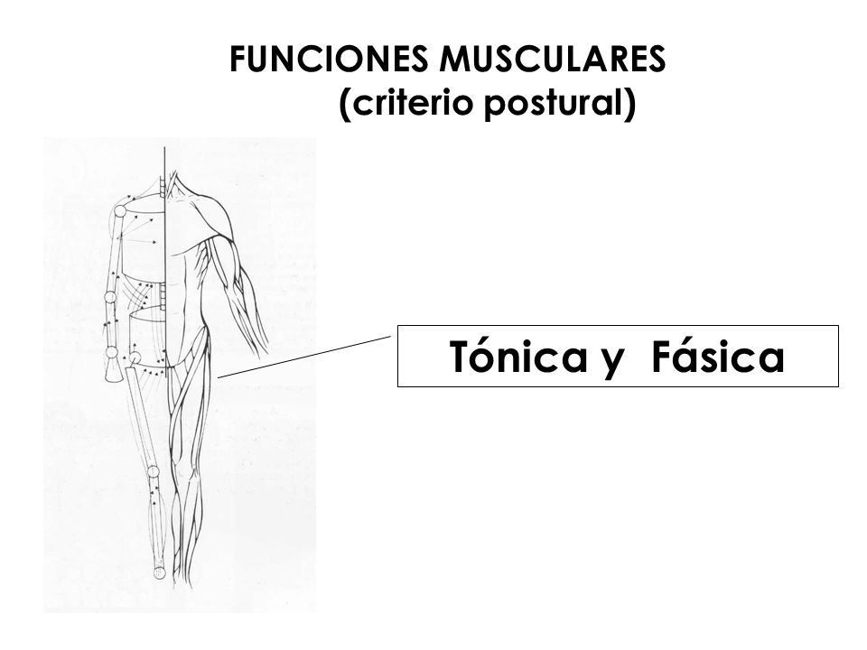 FUNCIONES MUSCULARES (criterio postural)