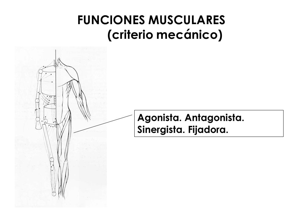 FUNCIONES MUSCULARES (criterio mecánico)