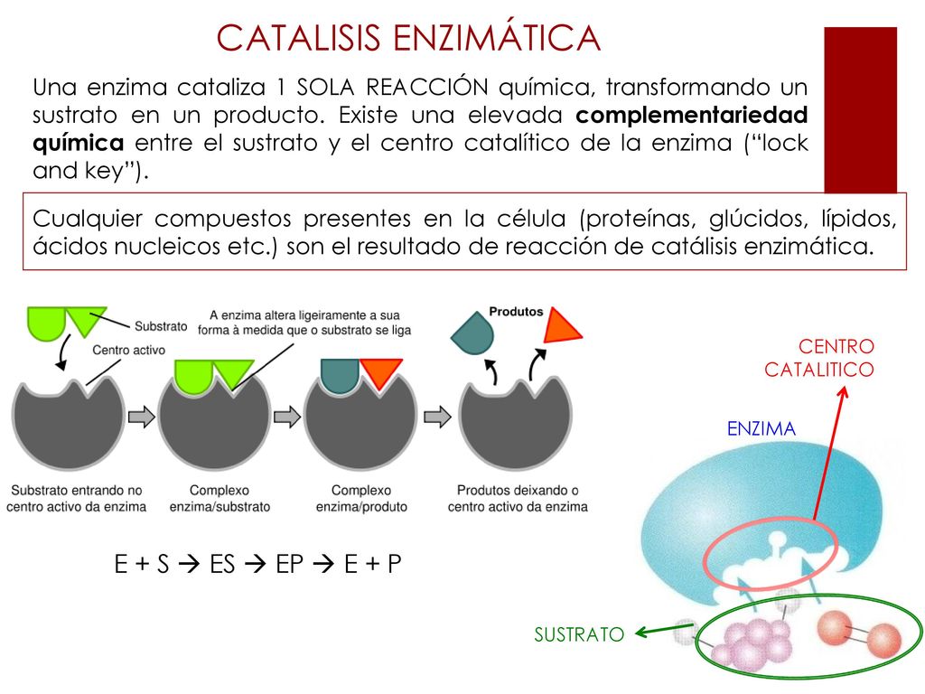 CATALISIS ENZIMÁTICA E + S  ES  EP  E + P