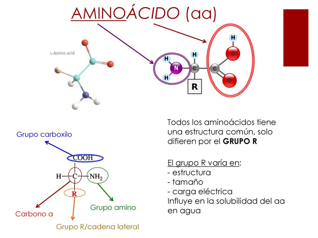 AMINOÁCIDO (aa) Todos los aminoácidos tiene una estructura común, solo difieren por el GRUPO R. Grupo carboxilo.