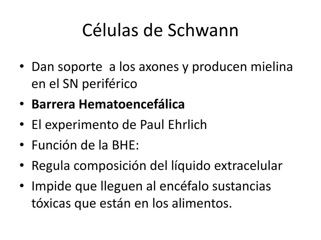 Células de Schwann Dan soporte a los axones y producen mielina en el SN periférico. Barrera Hematoencefálica.