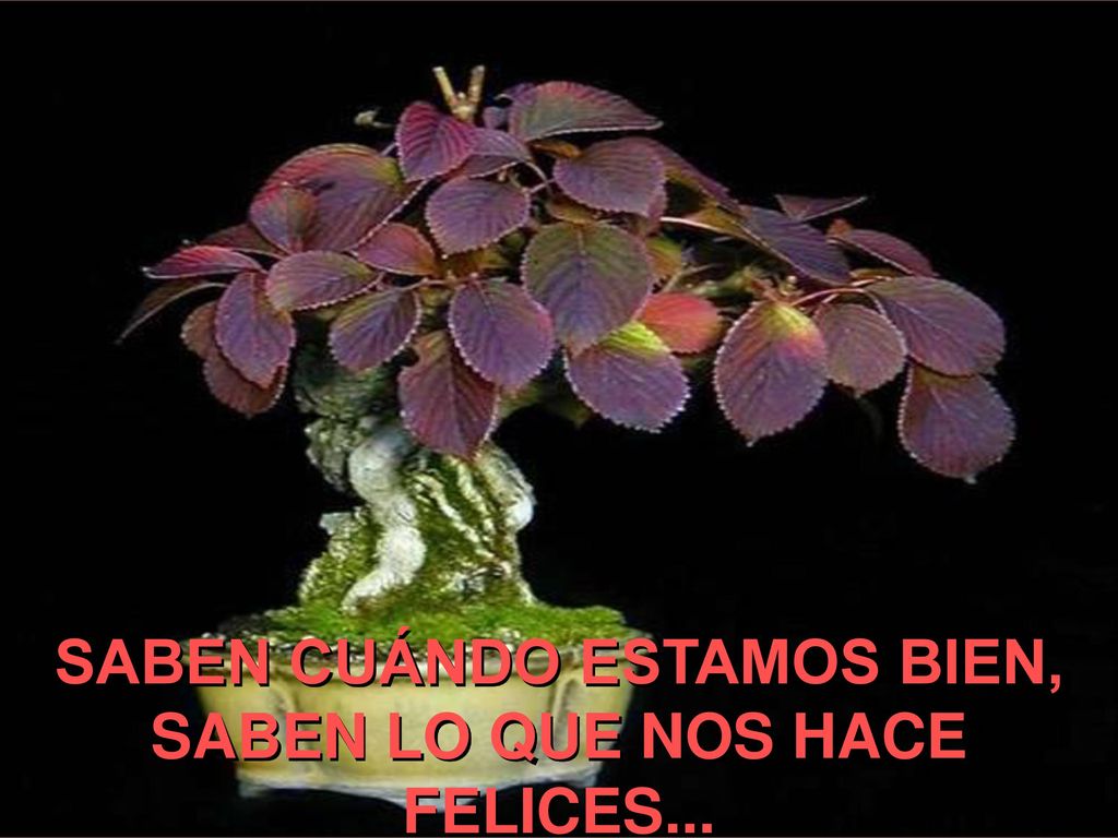 SABEN CUÁNDO ESTAMOS BIEN, SABEN LO QUE NOS HACE FELICES...