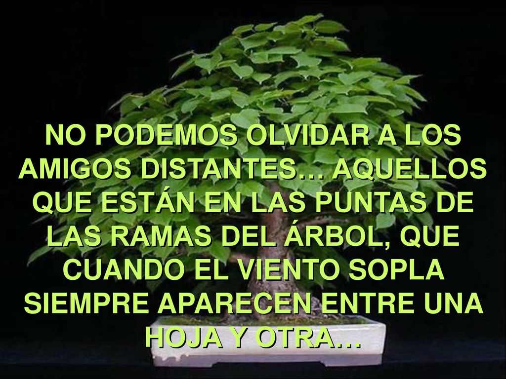NO PODEMOS OLVIDAR A LOS AMIGOS DISTANTES… AQUELLOS QUE ESTÁN EN LAS PUNTAS DE LAS RAMAS DEL ÁRBOL, QUE CUANDO EL VIENTO SOPLA SIEMPRE APARECEN ENTRE UNA HOJA Y OTRA…