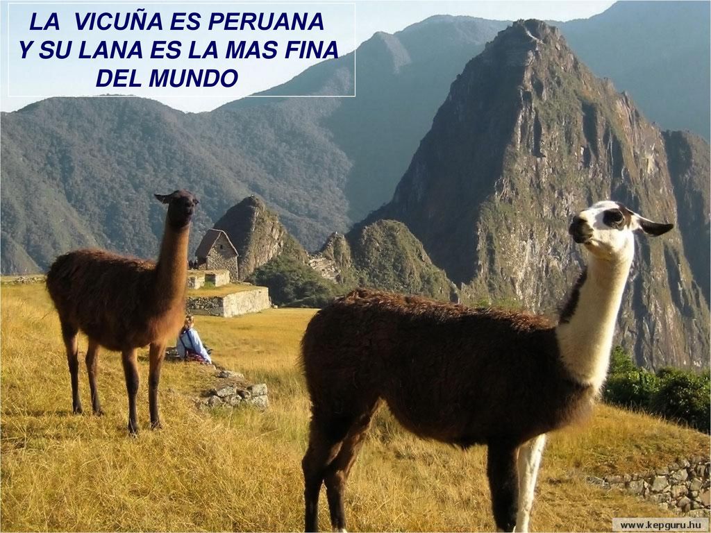 LA VICUÑA ES PERUANA Y SU LANA ES LA MAS FINA DEL MUNDO