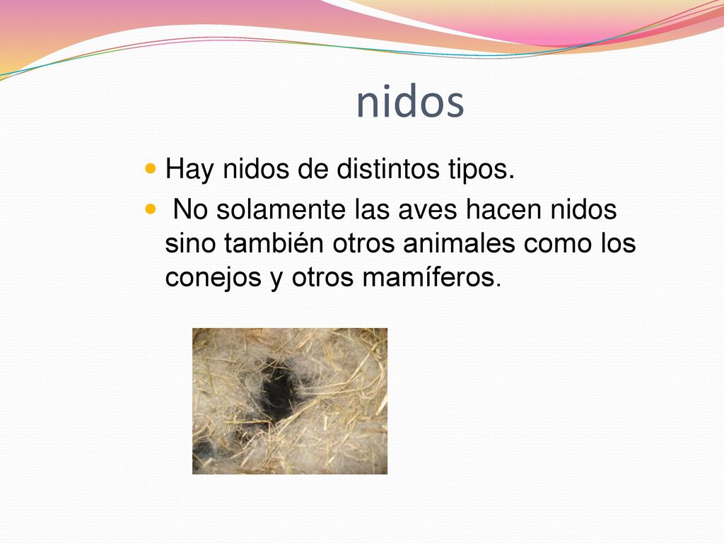 nidos Hay nidos de distintos tipos.