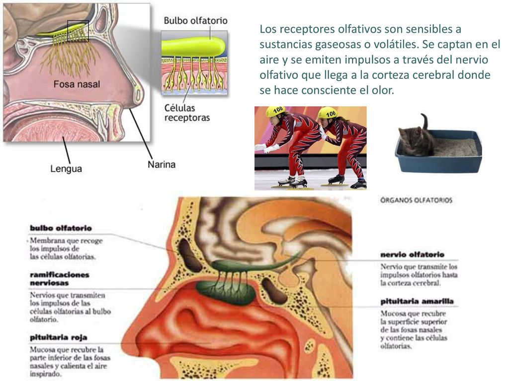 Los receptores olfativos son sensibles a sustancias gaseosas o volátiles.