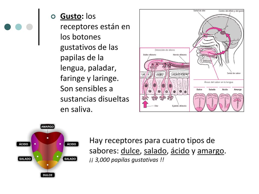 Gusto: los receptores están en los botones gustativos de las papilas de la lengua, paladar, faringe y laringe. Son sensibles a sustancias disueltas en saliva.