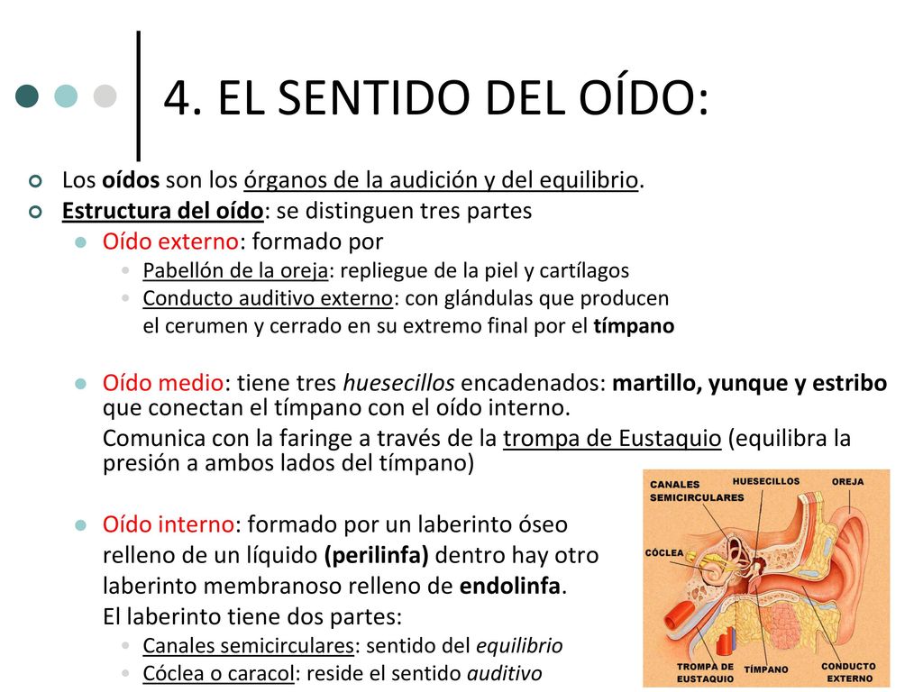 4. EL SENTIDO DEL OÍDO: Los oídos son los órganos de la audición y del equilibrio. Estructura del oído: se distinguen tres partes.