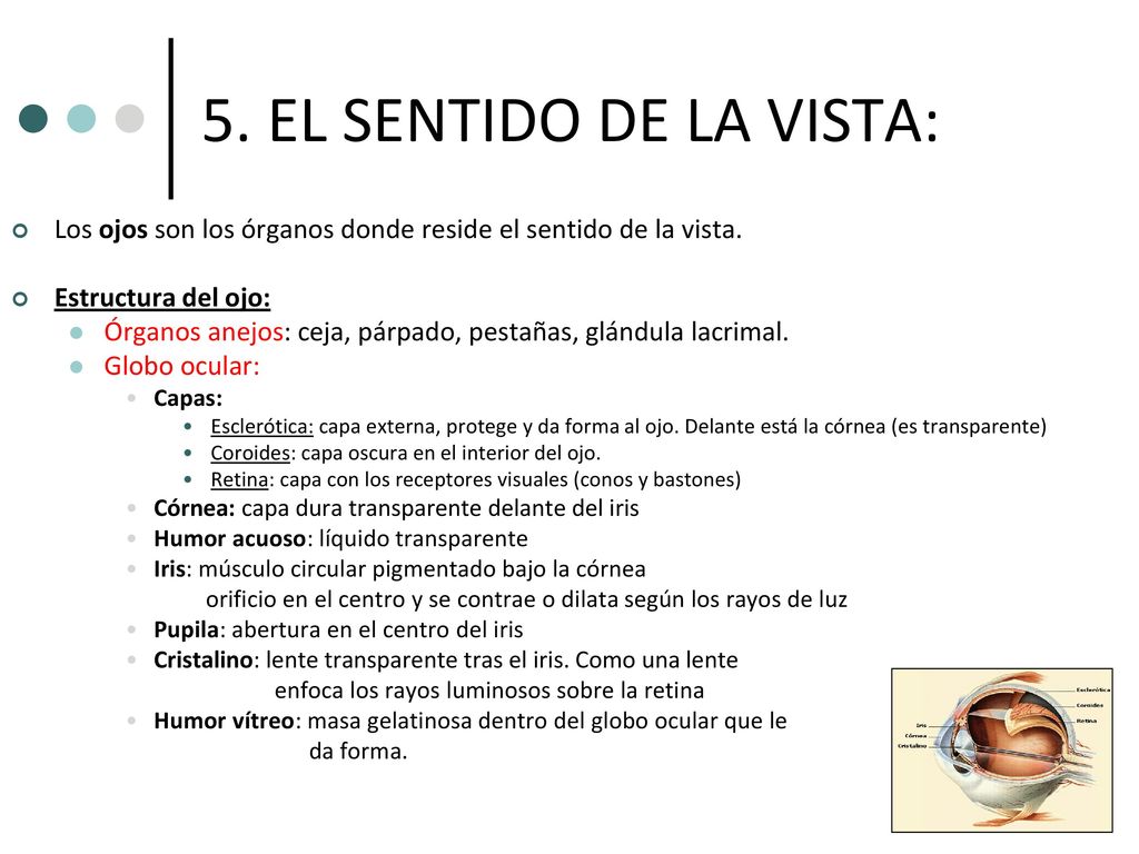 5. EL SENTIDO DE LA VISTA: Los ojos son los órganos donde reside el sentido de la vista. Estructura del ojo: