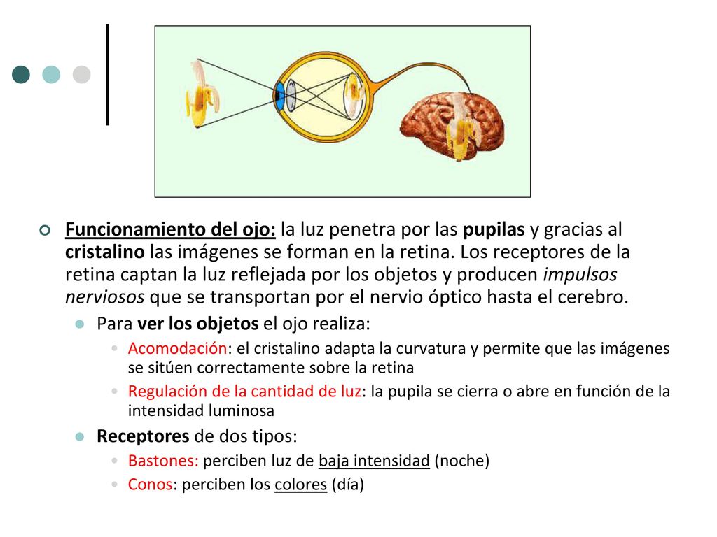 Funcionamiento del ojo: la luz penetra por las pupilas y gracias al cristalino las imágenes se forman en la retina. Los receptores de la retina captan la luz reflejada por los objetos y producen impulsos nerviosos que se transportan por el nervio óptico hasta el cerebro.
