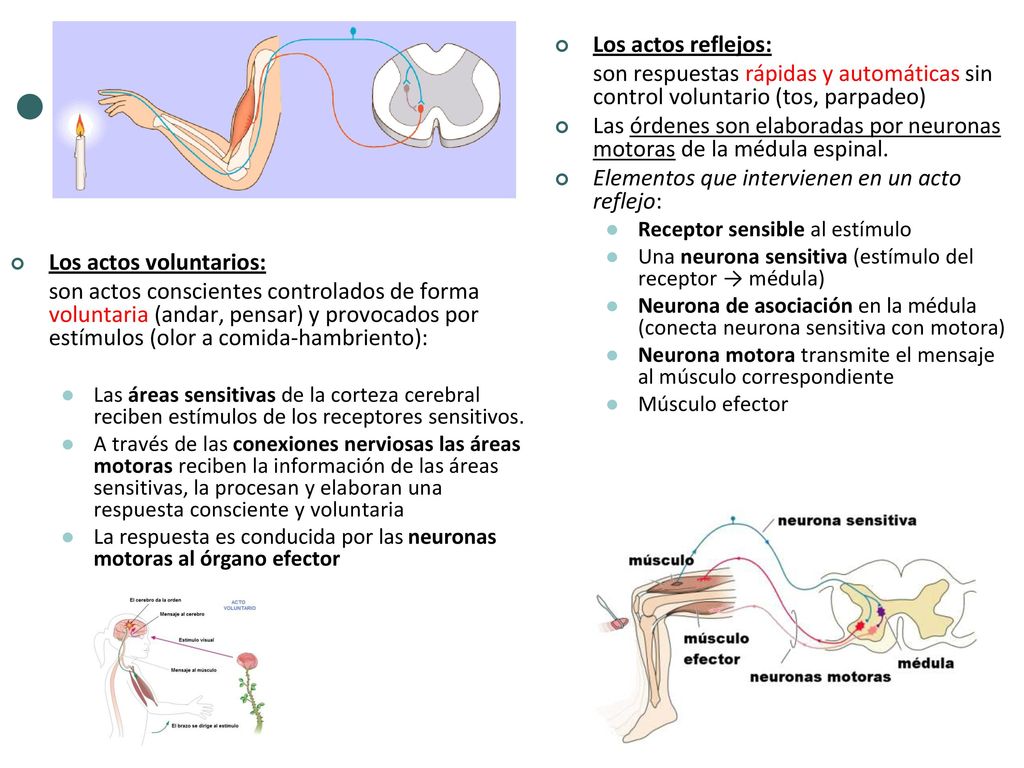 Las órdenes son elaboradas por neuronas motoras de la médula espinal.