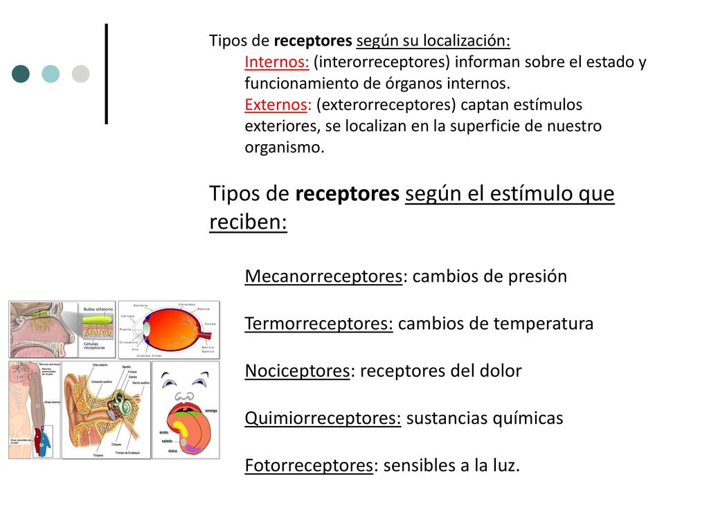 Tipos de receptores según el estímulo que reciben:
