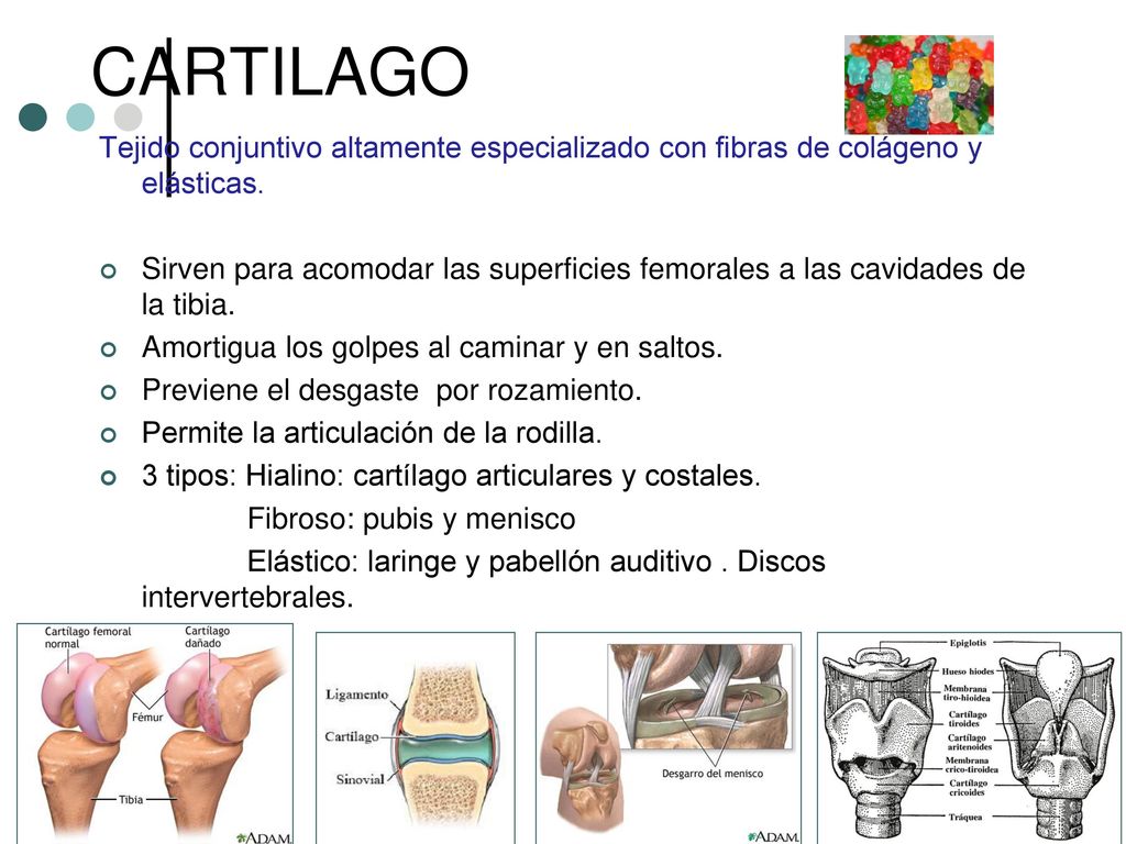 CARTILAGO Tejido conjuntivo altamente especializado con fibras de colágeno y elásticas.