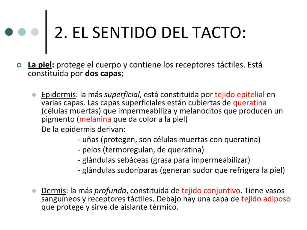 2. EL SENTIDO DEL TACTO: La piel: protege el cuerpo y contiene los receptores táctiles. Está constituida por dos capas;