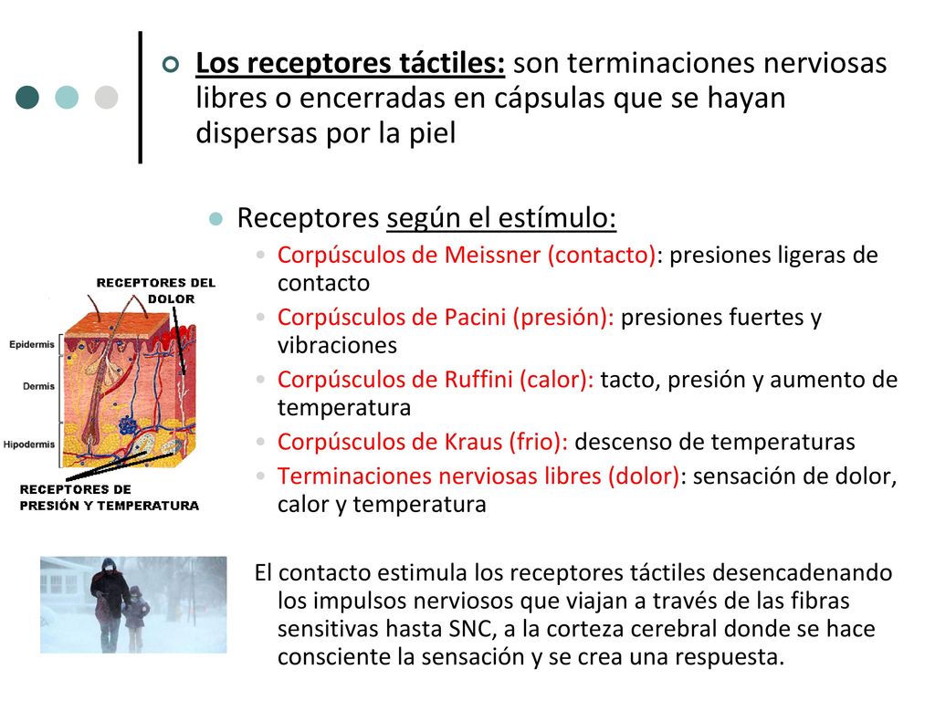 Los receptores táctiles: son terminaciones nerviosas libres o encerradas en cápsulas que se hayan dispersas por la piel