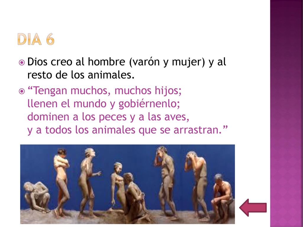 Dia 6 Dios creo al hombre (varón y mujer) y al resto de los animales.