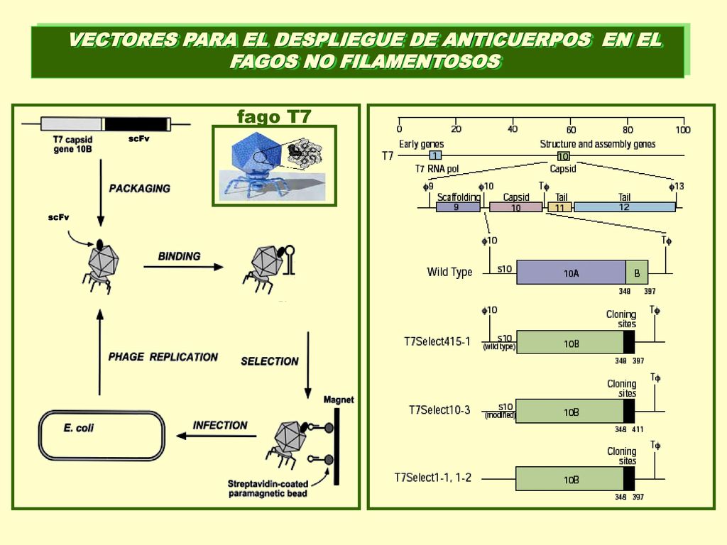 VECTORES PARA EL DESPLIEGUE DE ANTICUERPOS EN EL FAGOS NO FILAMENTOSOS