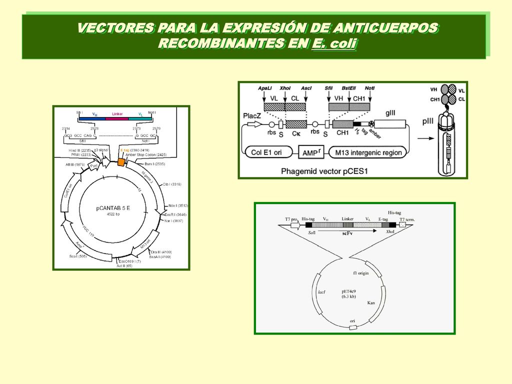 VECTORES PARA LA EXPRESIÓN DE ANTICUERPOS RECOMBINANTES EN E. coli