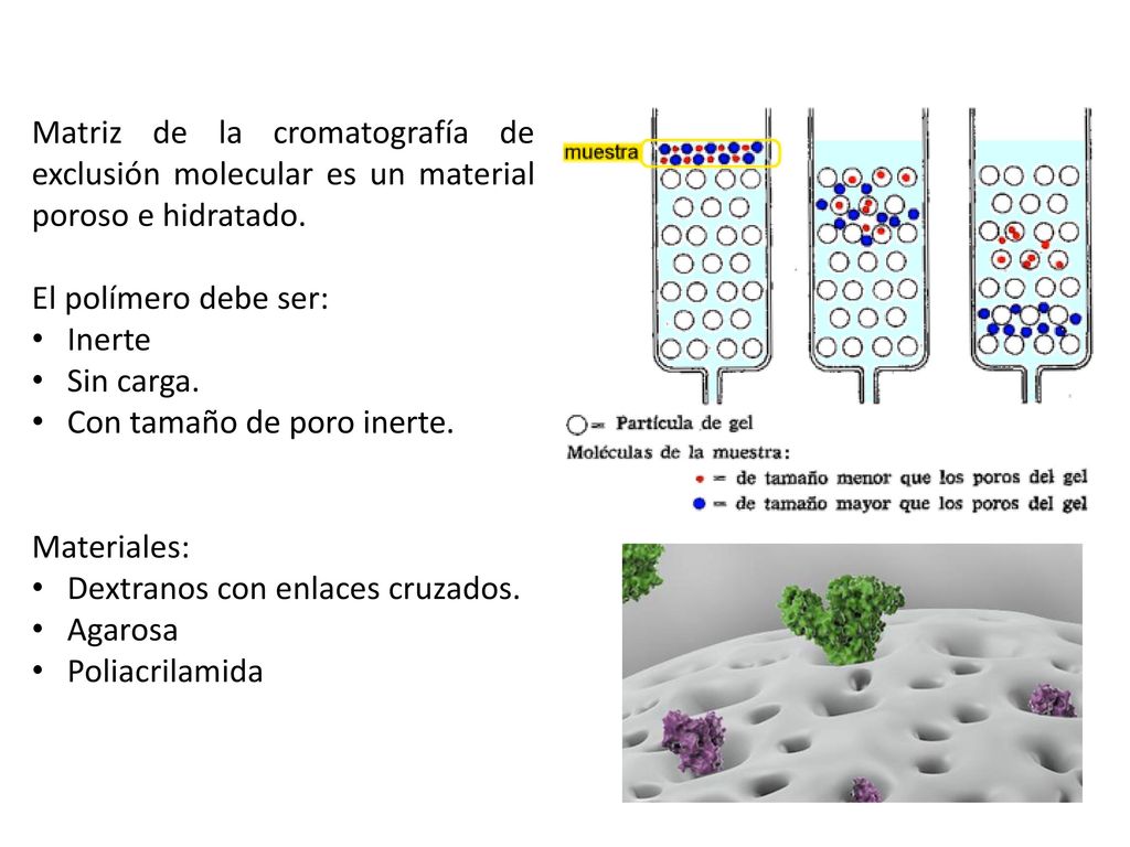 Matriz de la cromatografía de exclusión molecular es un material poroso e hidratado.