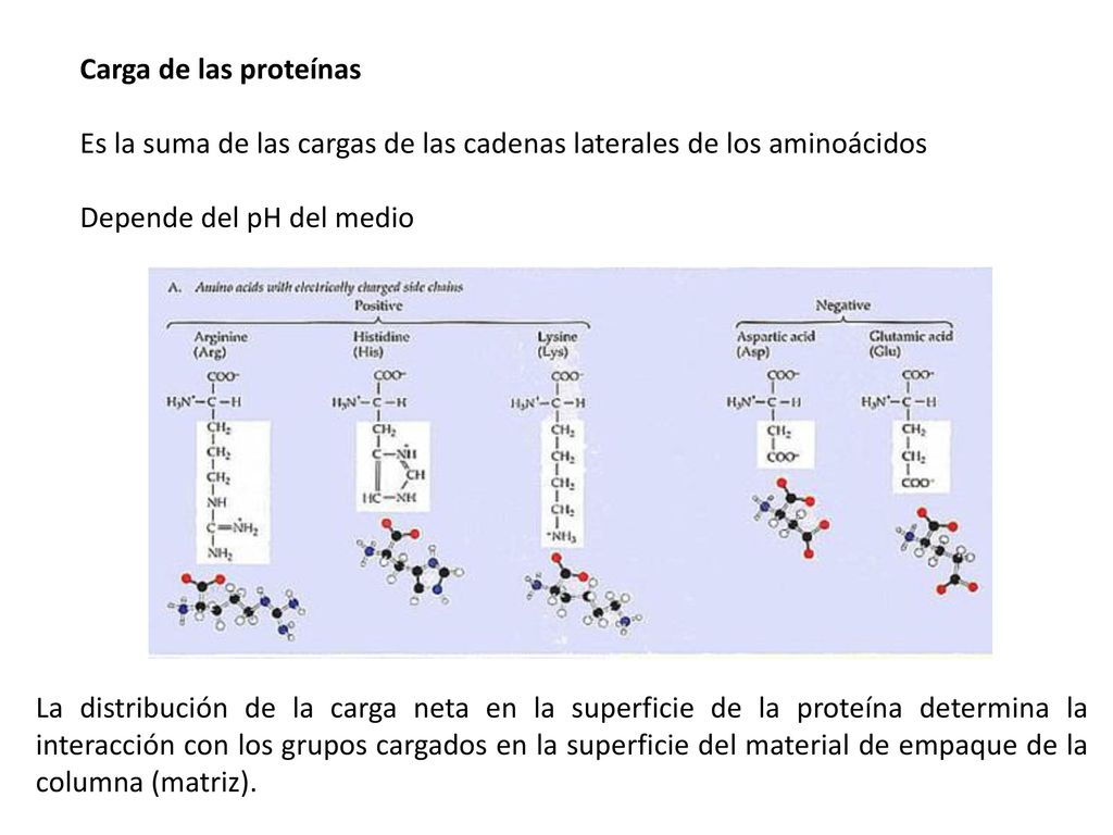 Carga de las proteínas Es la suma de las cargas de las cadenas laterales de los aminoácidos. Depende del pH del medio.