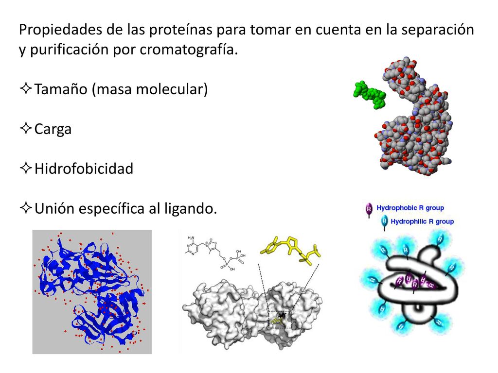 Propiedades de las proteínas para tomar en cuenta en la separación y purificación por cromatografía.