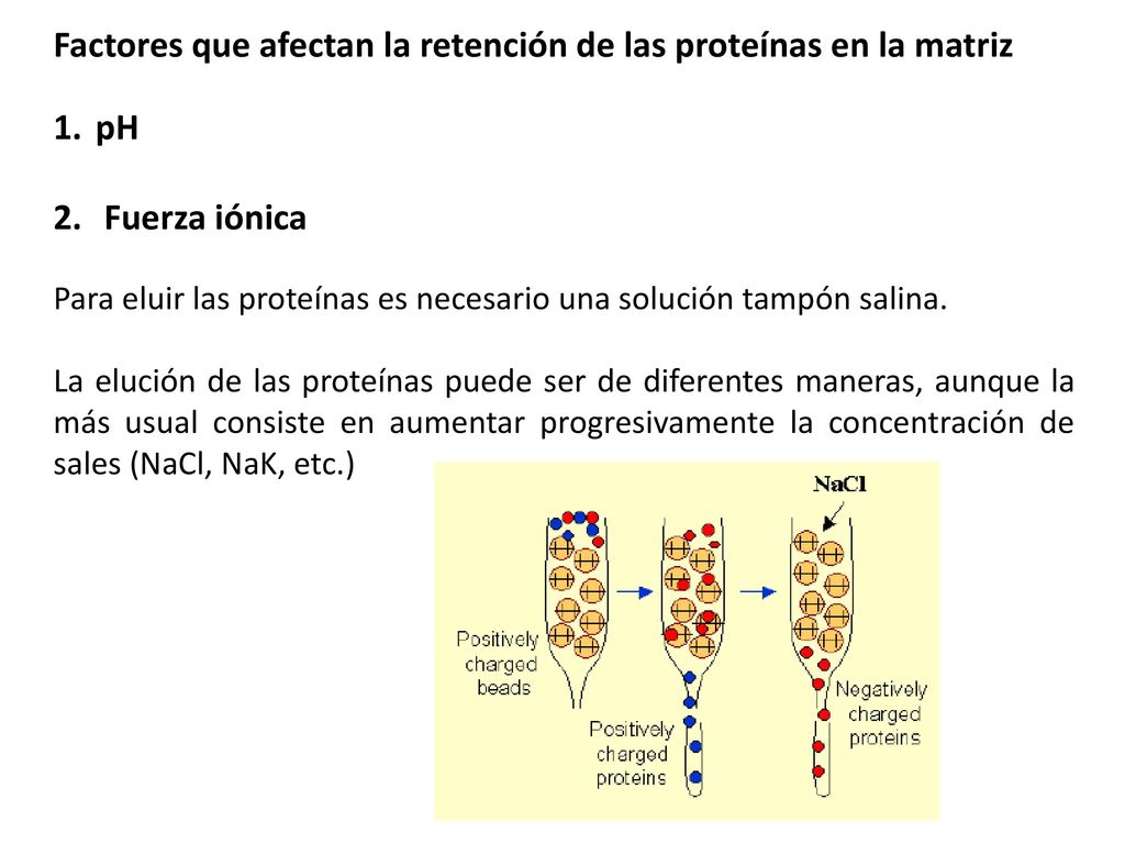 Factores que afectan la retención de las proteínas en la matriz pH