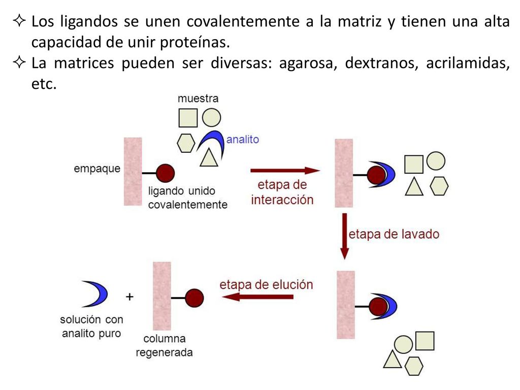 Los ligandos se unen covalentemente a la matriz y tienen una alta capacidad de unir proteínas.