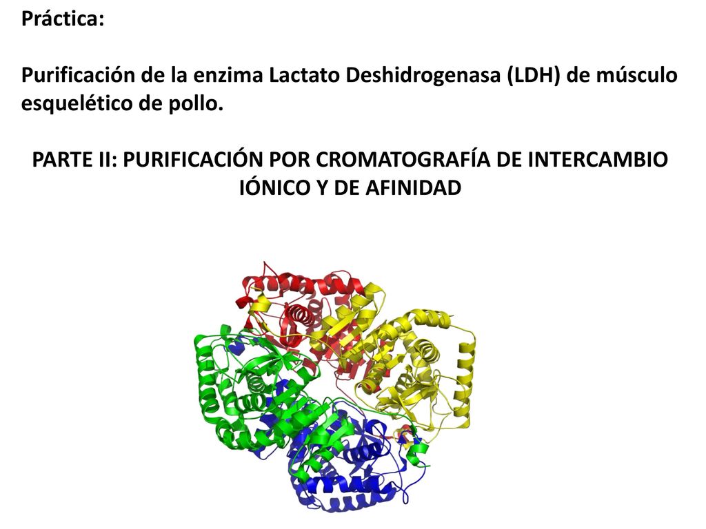 Práctica: Purificación de la enzima Lactato Deshidrogenasa (LDH) de músculo esquelético de pollo.